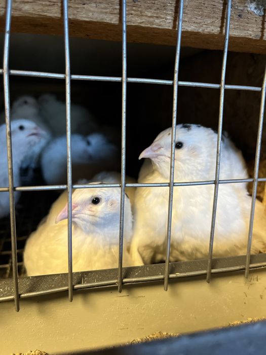 Перепела суточные,1-3 недели,1месяц,несушки