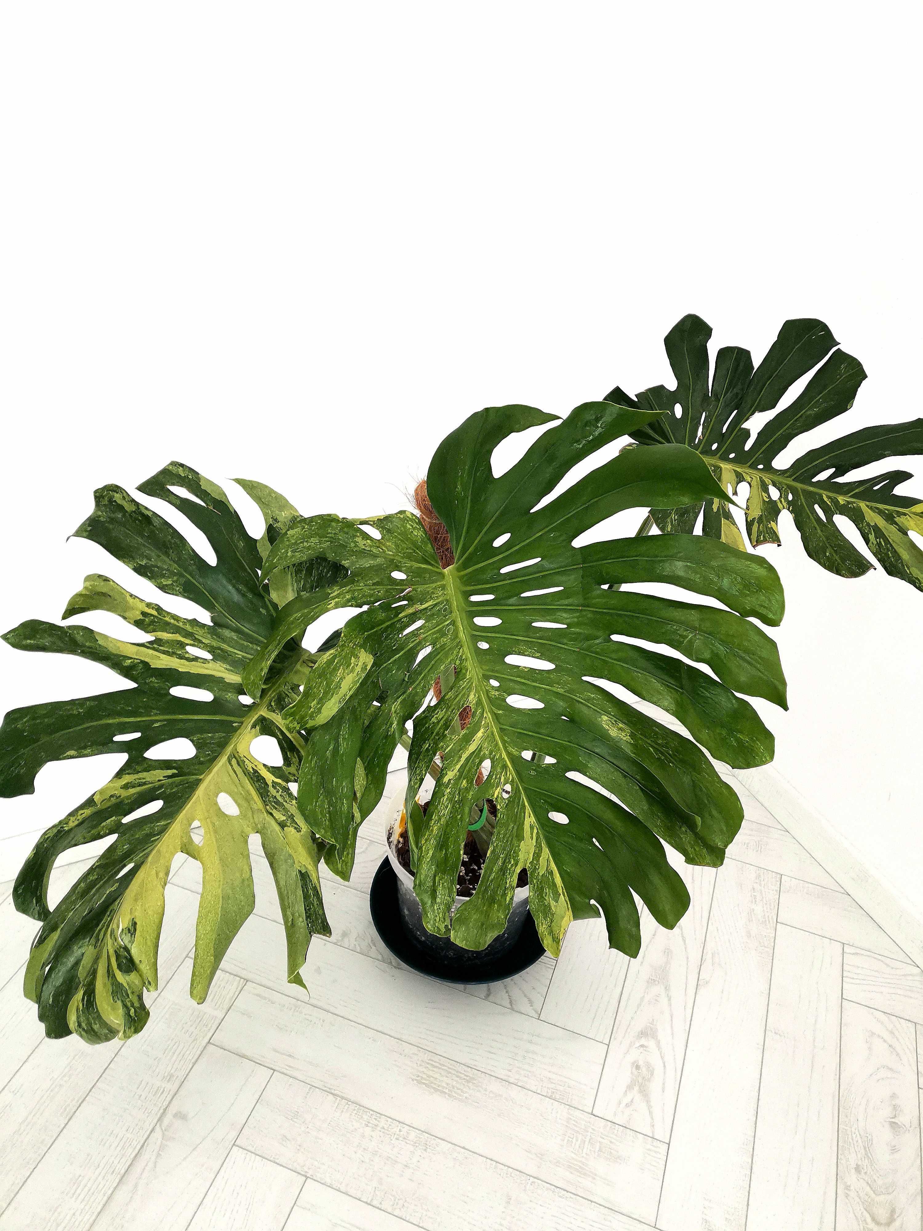 Monstera Oceana Mint Contorta