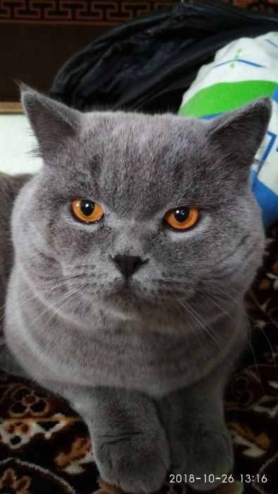 вязка кота голубого окраса