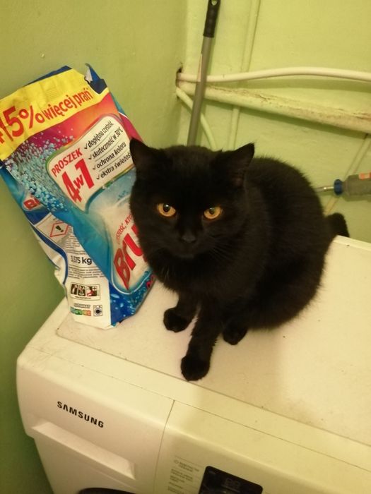 Віддам в добрі руки.