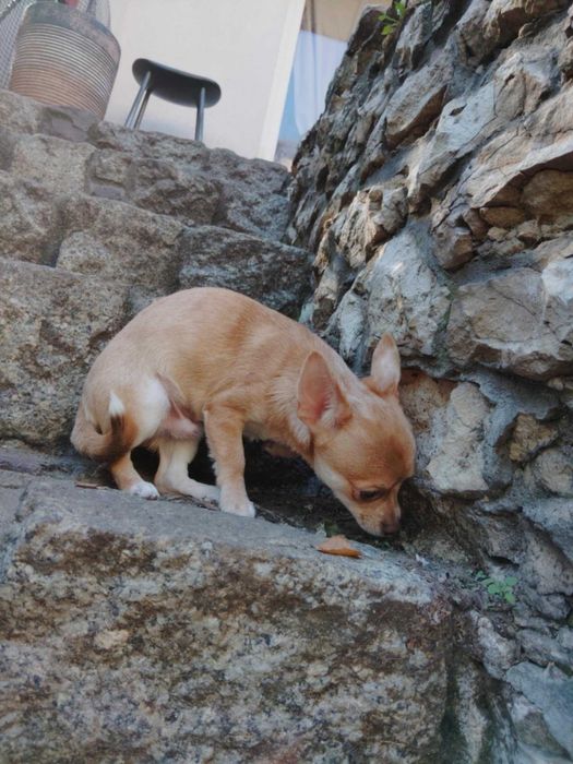 TEODOR Piesek chihuahua krótkowłosy z badaniem głowy i serca