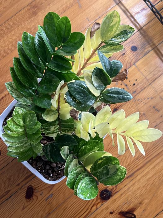 Zamiokulkas variegata ukorzeniona sadoznka