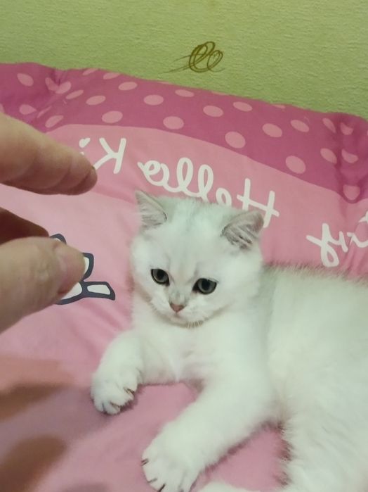 Дуже милий котусик