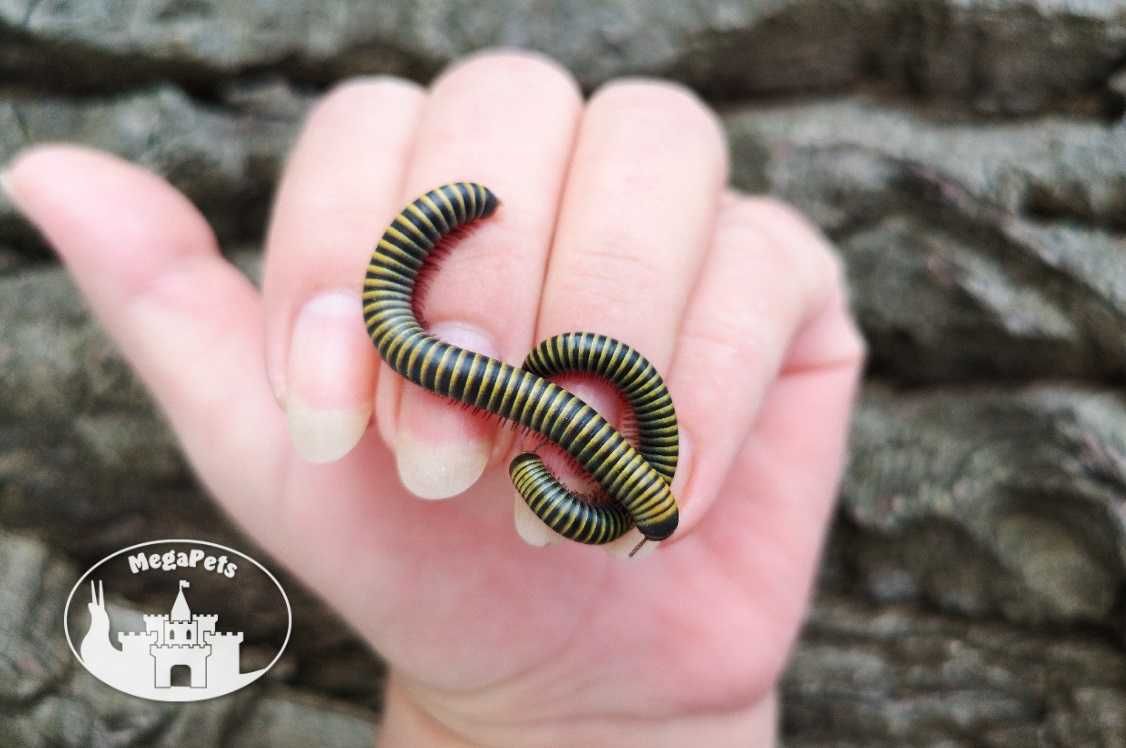 Anadenobolus monilicornis Krocionóg Wije Karaczany Mrówki Stonoga