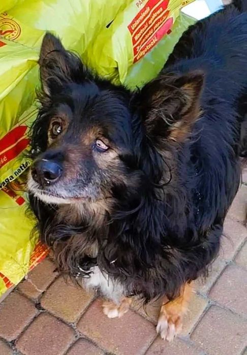 ROMUŚ - staruszek porzucony na opuszczonej posesji, ADOPTUJ
