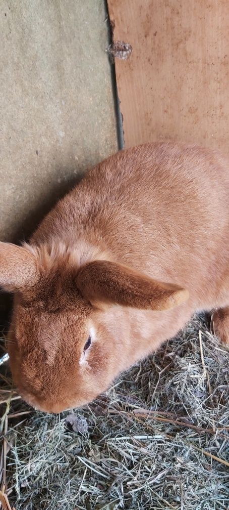 Новозеландський червоний кролик
