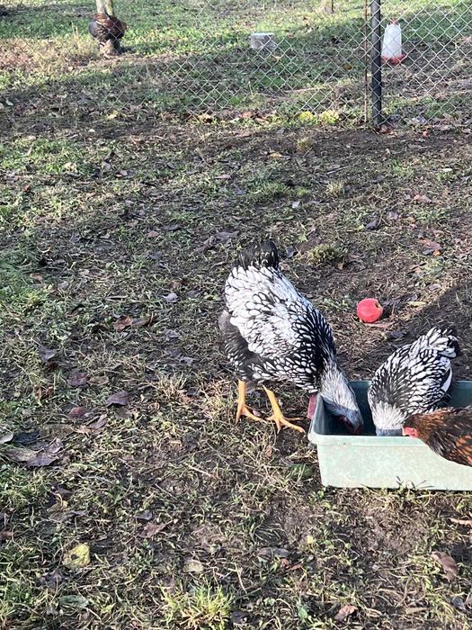 Koguty wyandotte olbrzymie