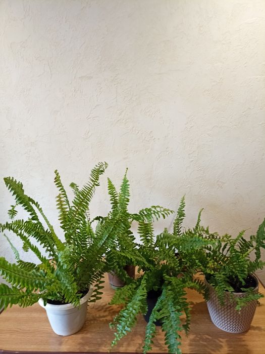 Папоротник комнатный.