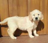 Suczka Golden Retriever