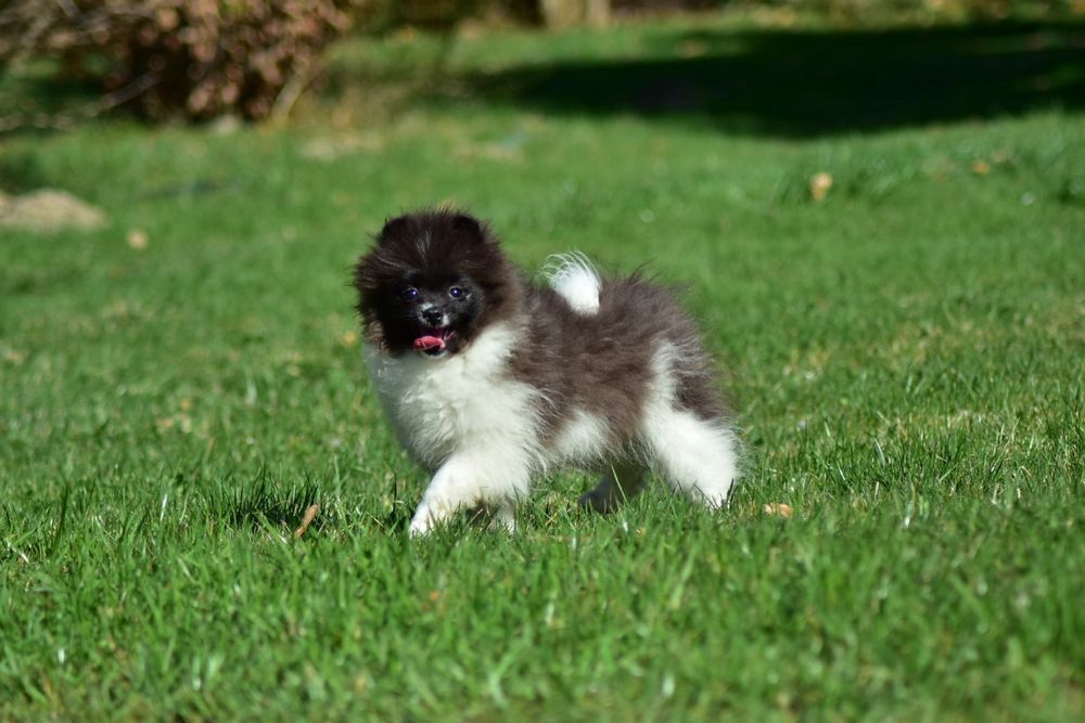 Pomeranian szpic miniaturowy FCI czarno-biały piesek