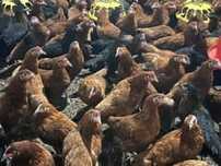 Kury Rosa Leghorn Dominant Lohman Greenshel