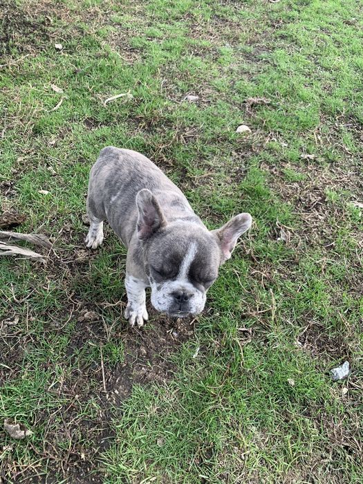 Чудові французики