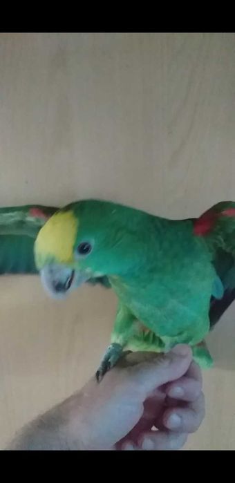 Amazona Oratrix fêmea