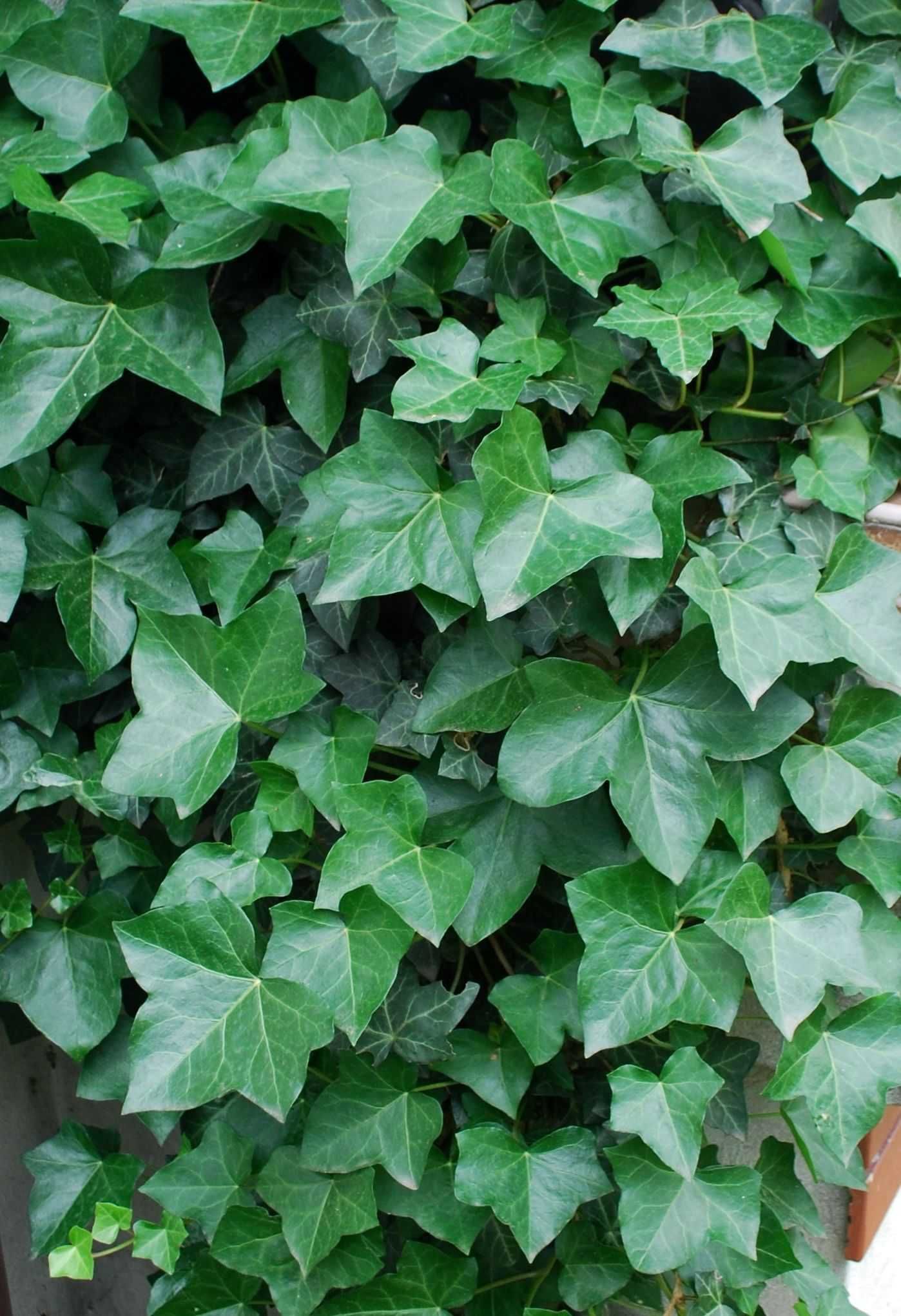Bluszcz Pospolity 'Atropurpurea' - Hedera Helix (18)