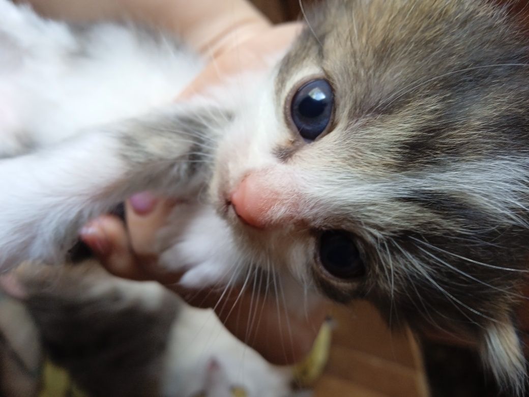 Маленькі, милі  кошенята