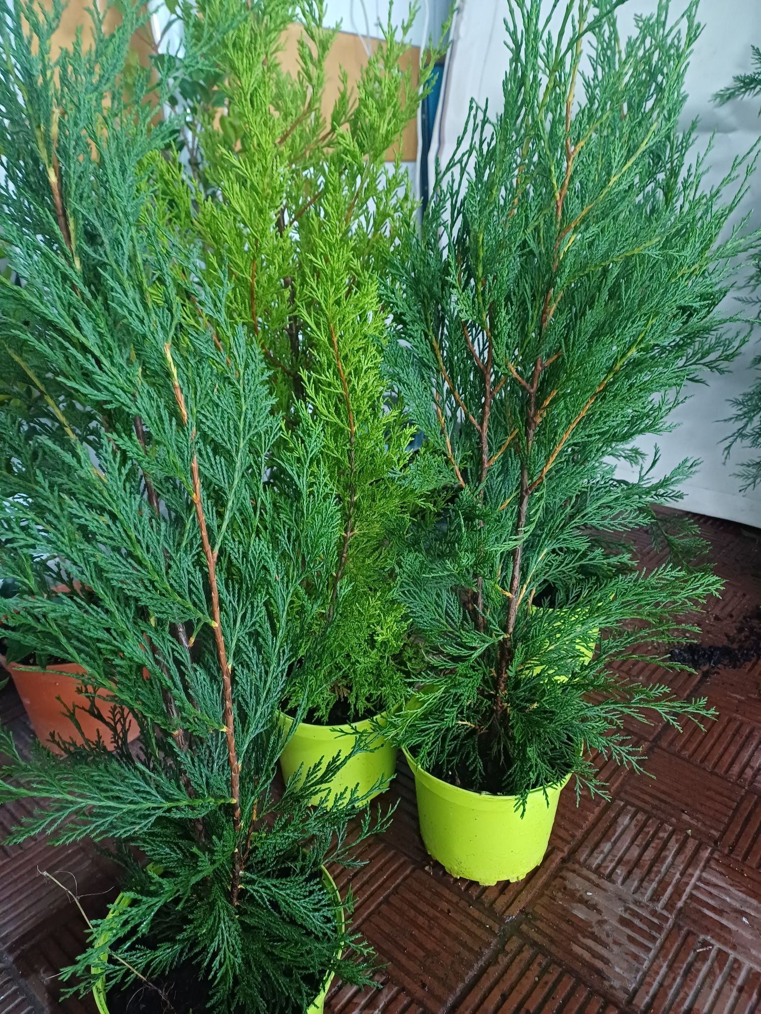 Ciprestes leylandes de crescimento  rápido
