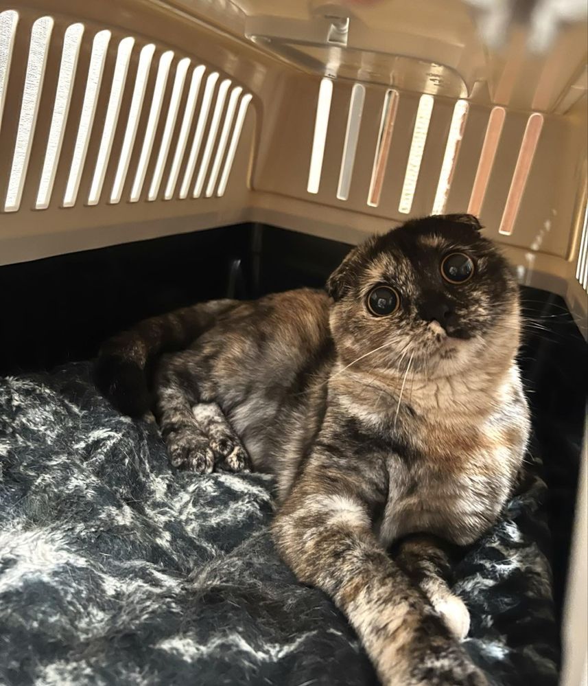 Шотландская вислоухая кошка в хорошие руки