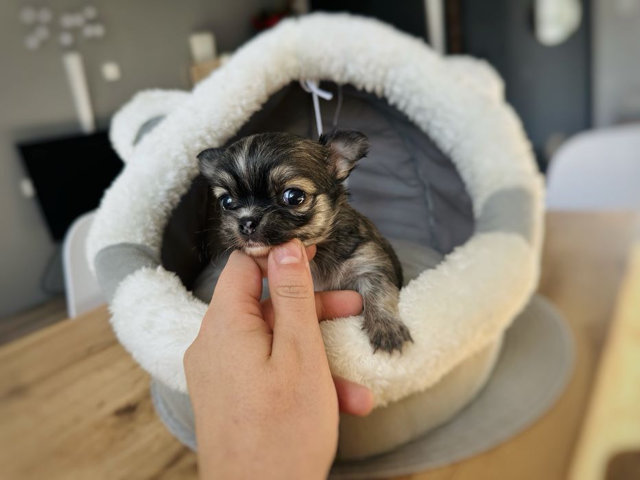 Chihuahua Chłopczyk Długowłosy *ZKwP FCI*