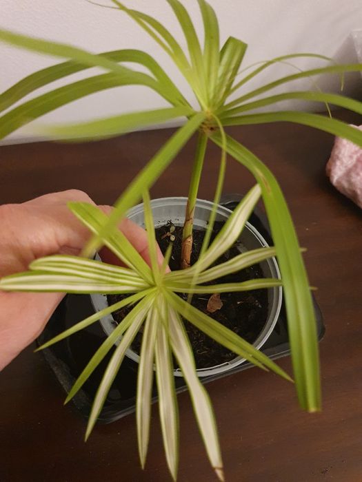 Papirus cibora papirusowa variegata