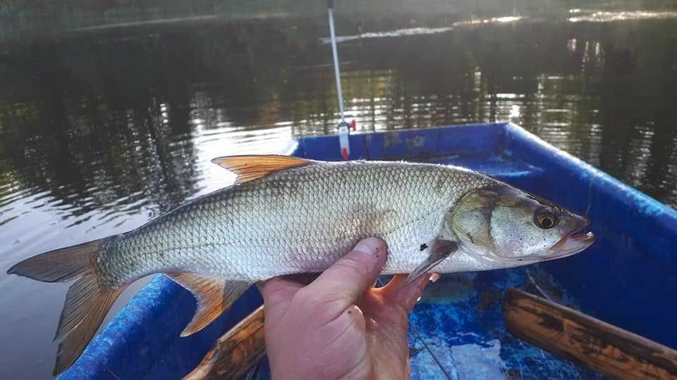 Mazury/ Giżycko / agroturystyka/ Boże Ciało/ wolne terminy/ wędkarstwo