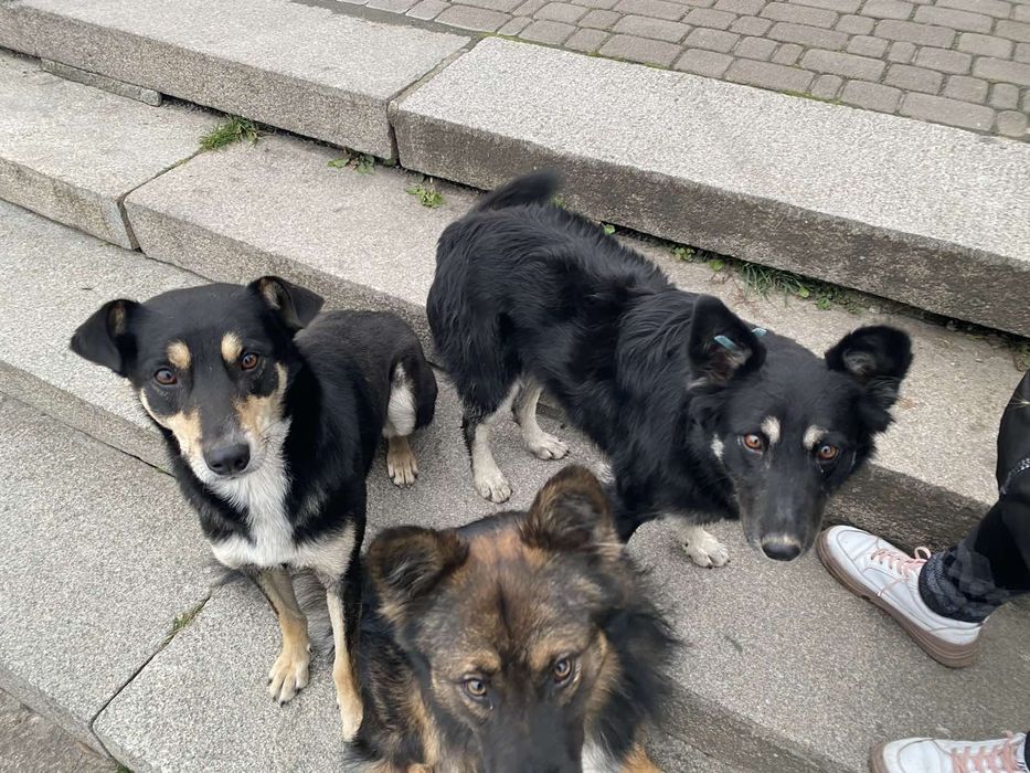 Вигул собак середніх порід та великих порід