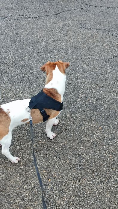 Jack Russell terrier 10 miesięczny.