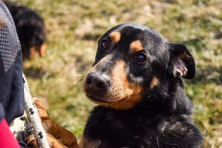 Miał tylko 10 miesięcy, kiedy do nas trafił. Teraz to już dorosły pies