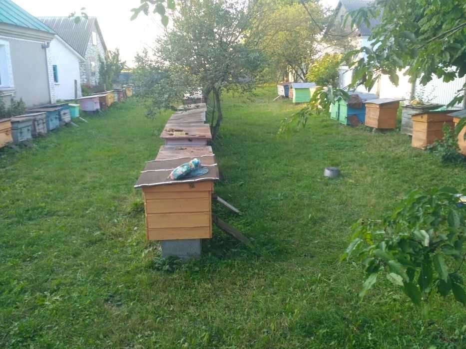 Продам бджоли, бджолопакети