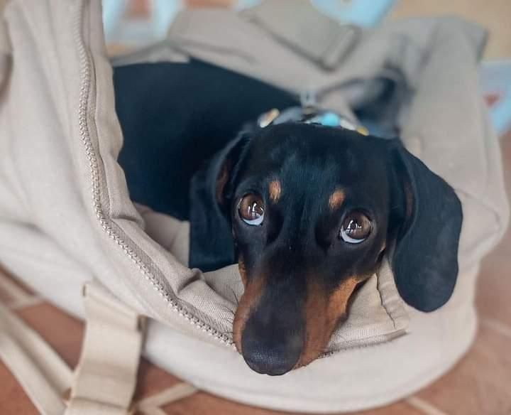 Такси хлопчики міні цуценя