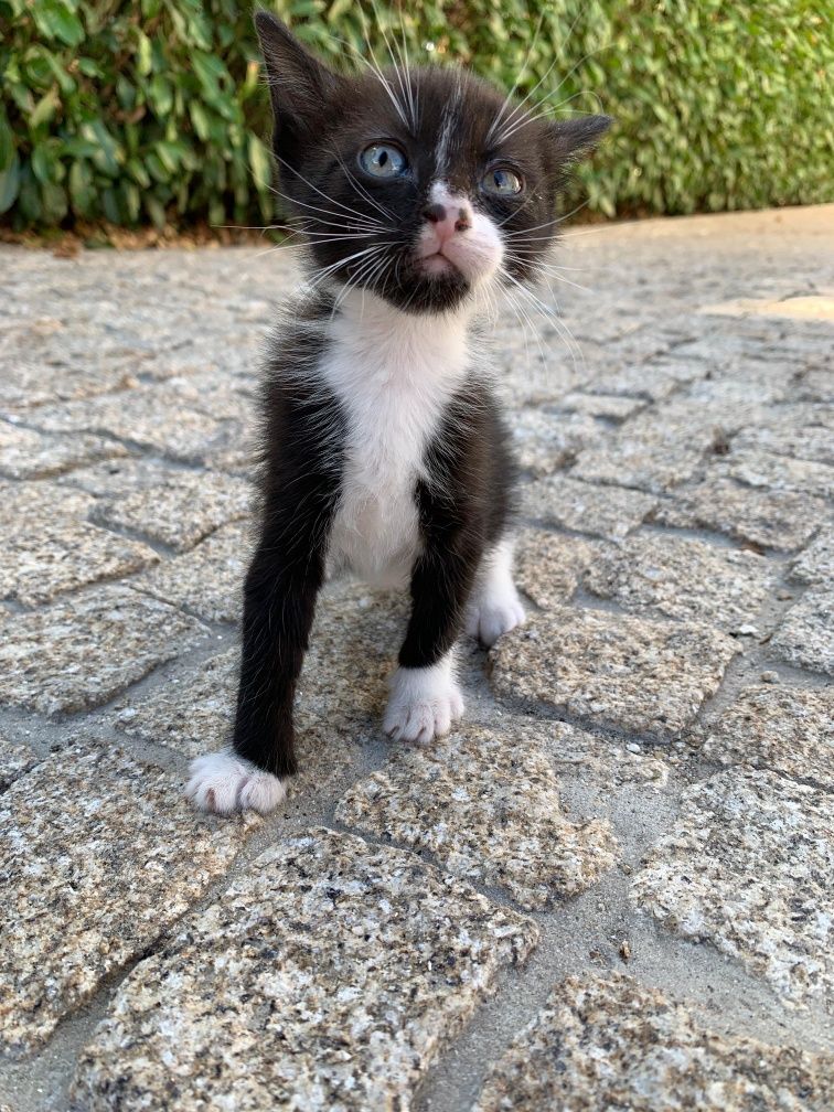 Gatos bebés meigos