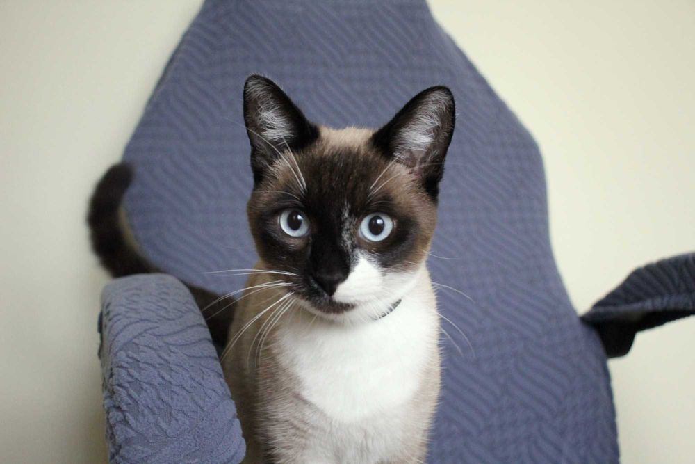 CASTRADO | Gato juvenil com vacinas em dia para adoção