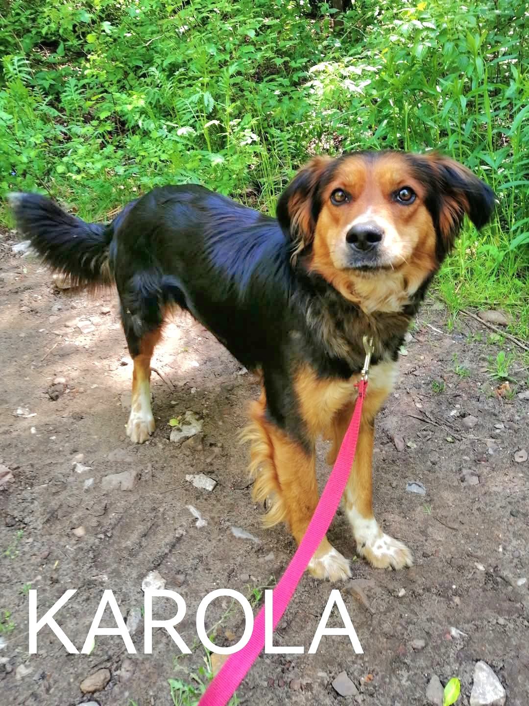 Oddam psa za darmo