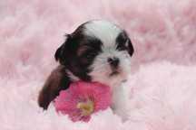 Szczenię (suczka) shih tzu ZKwP (FCI)