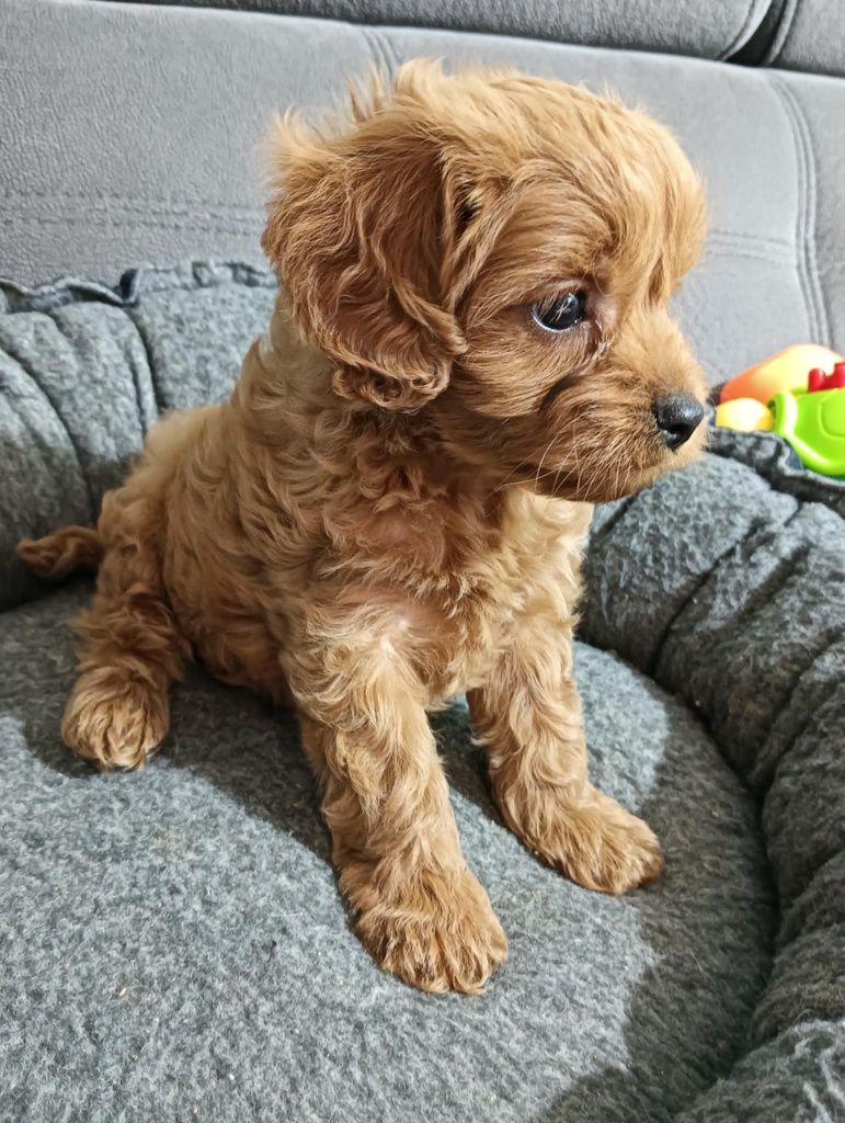 Śliczny piesek  Cavapoo