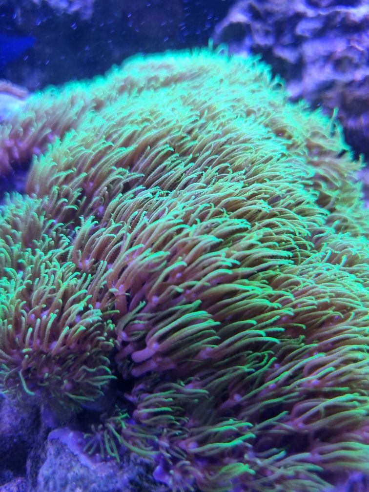 Briareum koralowiec miękki