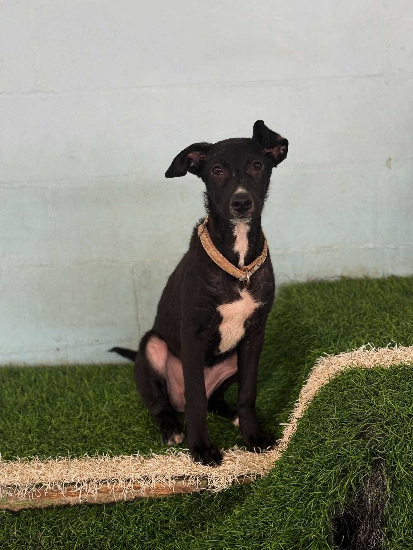 Cachorrinha 4 meses - para adopção