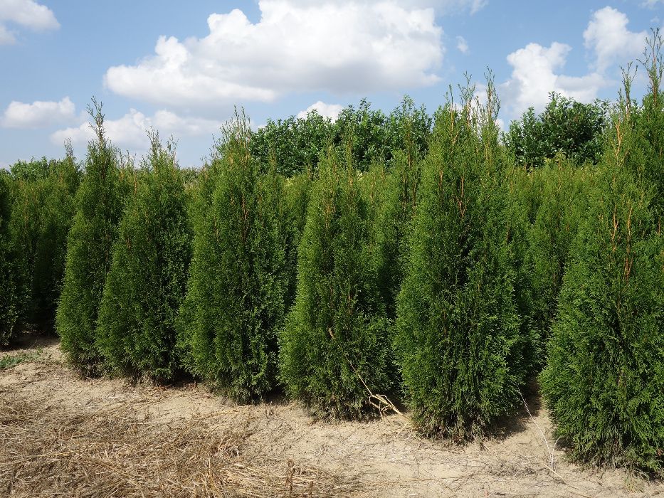 Thuja Smaragd 100,120,140,150,160 cm! Tuja Szmaragd! Dowóz! Sadzimy!