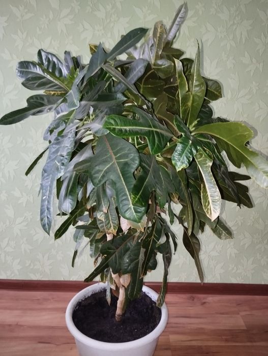 Кротон, кімнатна рослина