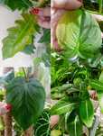 Philodendron joepi,atabapoense,florida,domesticum,rof,narrow różne