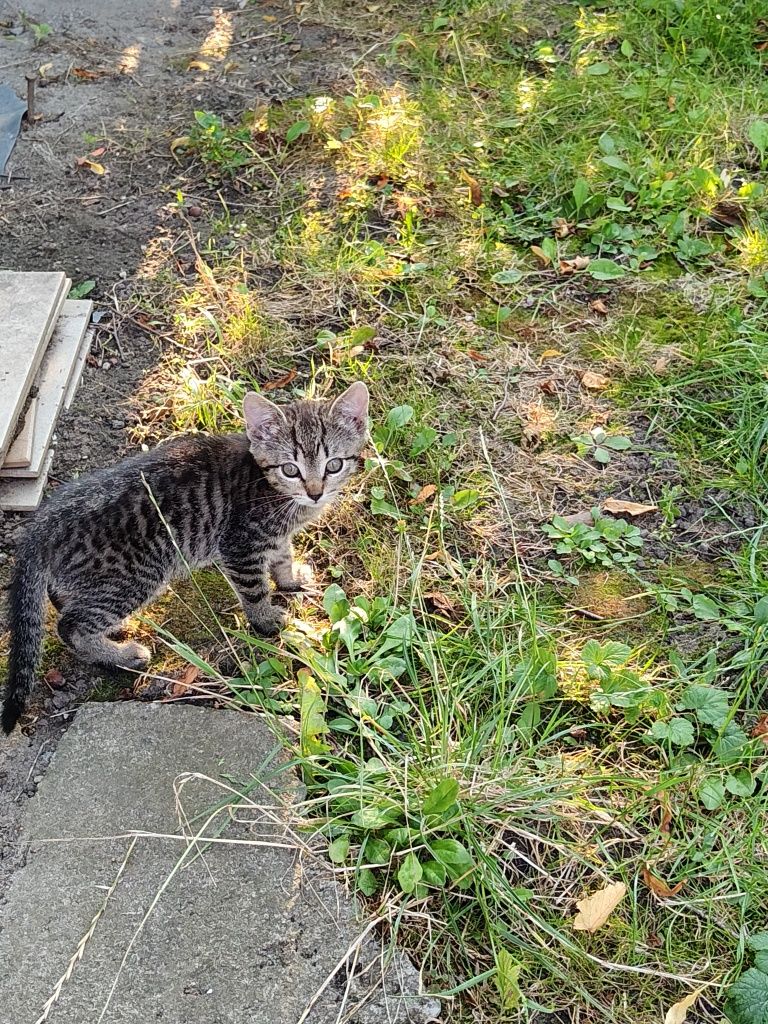 Oddam cztery koty w dobre ręce.