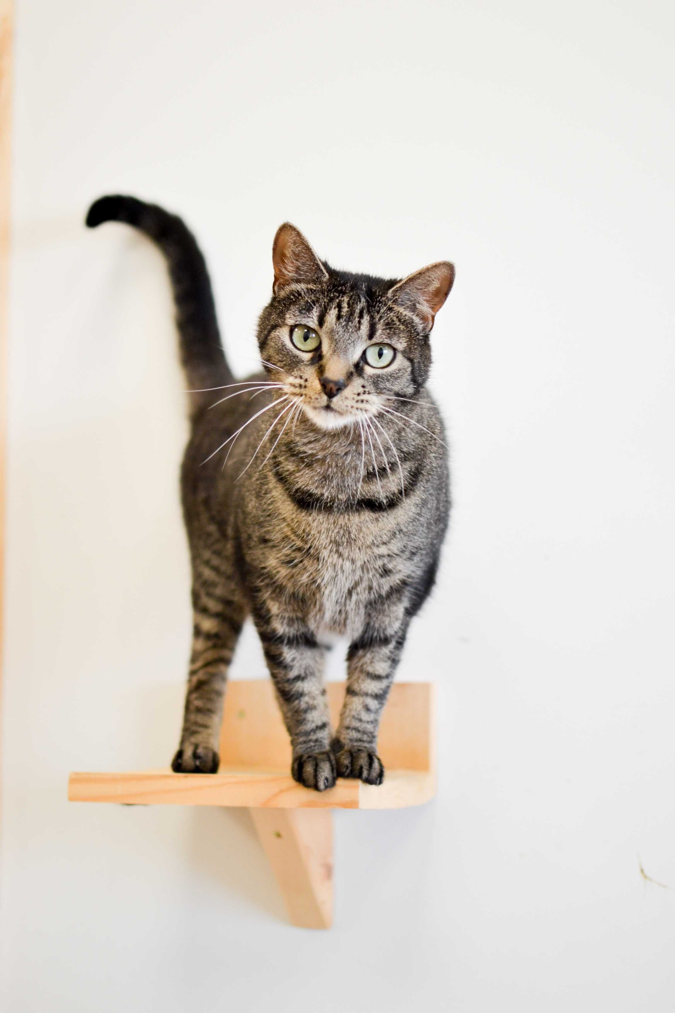 Lena - czuła kotka do adopcji. Pragnie kontaktu z człowiekiem.