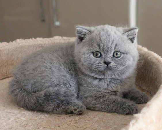 Шотландские котята , скотиш страйт