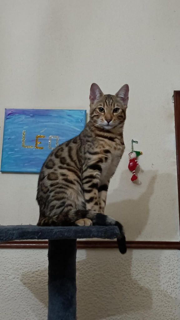 Gato bengal ou bengala