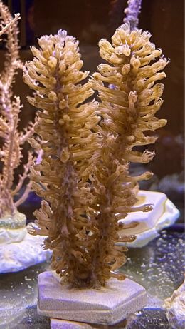 Gorgonia isis hippuris - akwarium morskie
