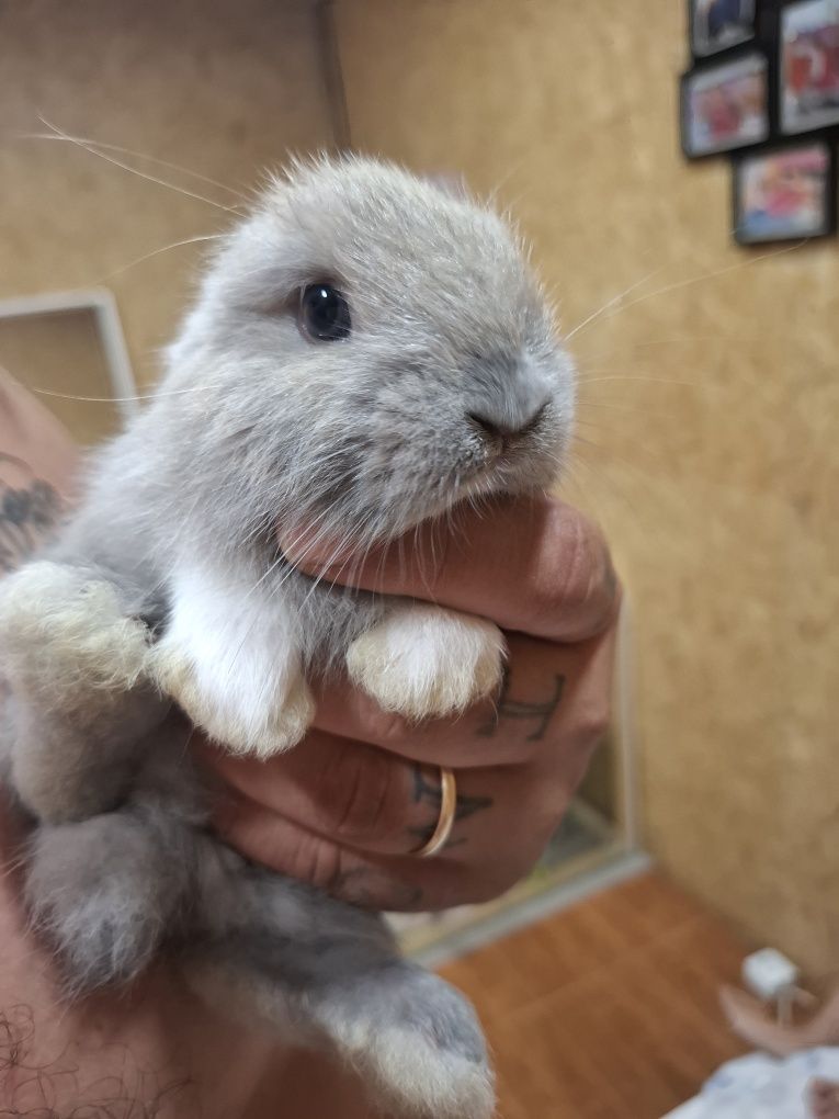 Vendo coelhos toy mini e orelhodo mini