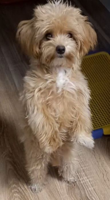 Мини мальчик беби фейс мальтипунчик красотунчик