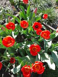 Тюльпани червоні луковиці