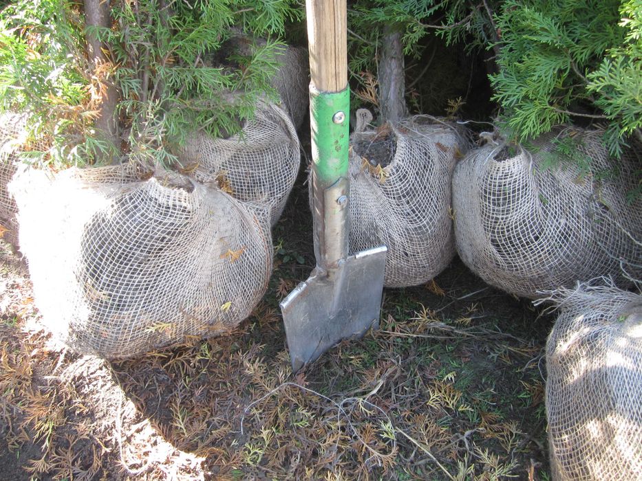 tuja tuje kolumnowa Columnaris 200-220 cm