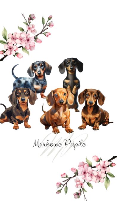 Piękny „RADZIO”  Jamnik piesek miniaturka rudy