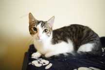 Urocze kociaki do adopcji